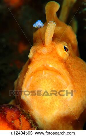 , underwater lives, lives, animal, water, sea, ocean View Large Photo Image Stock Image - , underwater lives, lives, animal, water, sea, ocean. Fotosearch