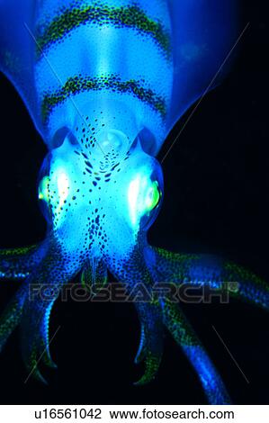 underwater lives, lives, creature, Squid, transparent, water, fish View Large Photo Image Stock Image - underwater lives, lives, creature, Squid, transparent, water, fish. Fotosearch