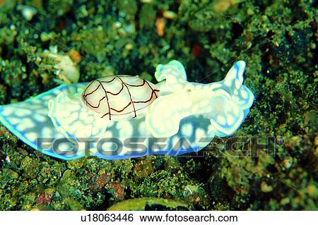 underwater lives, lives, deep, underwater, sea, fish, biology View Large Photo Image Stock Photograph - underwater lives, lives, deep, underwater, sea, fish, biology. Fotosearch