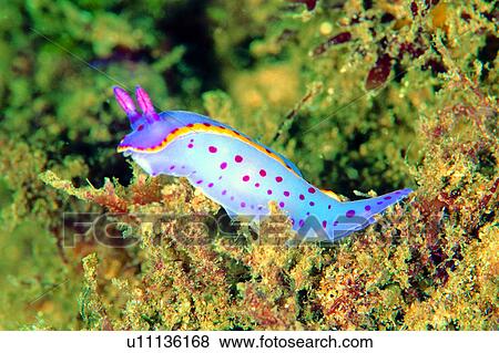 Stock Photo - , underwater lives, Nudibranch, rocks, underwater, purple, deep. Fotosearch