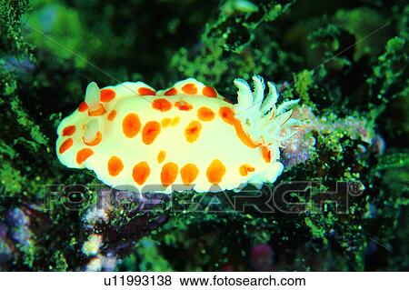 Stock Photo - underwater lives, ocean, spots, biology, lives, orange, colorful. Fotosearch