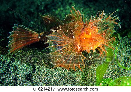 Stock Photo - underwater lives, water, biology, fish, underwater, fin, colorful. Fotosearch