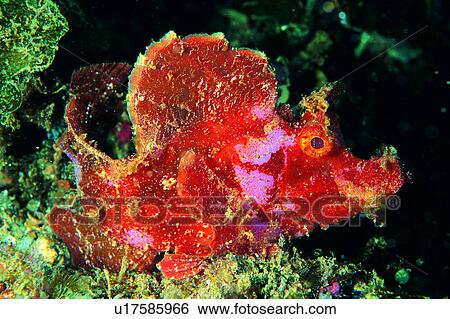 Stock Photograph - underwater lives, Weedy Scorpionfish, animal, ocean, sea, scorpionfish, colorful. Fotosearch
