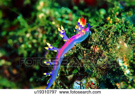 Stock Photo - underwater, underwater lives, creature, biology, deep, water, lives. Fotosearch