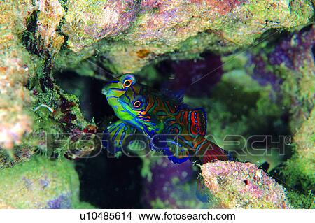 underwater, underwater lives, ocean, sea, Mandarinfish, deep, rocks View Large Photo Image Picture - underwater, underwater lives, ocean, sea, Mandarinfish, deep, rocks. Fotosearch