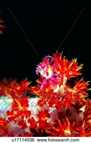 Stock Photograph - underwater, water, creature, underwater lives, biology, crab, sea. Fotosearch