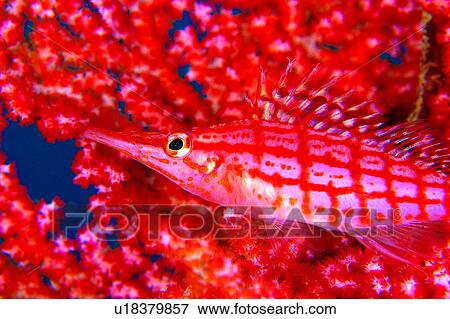 , water, creature, Long nose Hwarkfish, underwater lives, sea, red View Large Photo Image Stock Photo - , water, creature, Long nose Hwarkfish, underwater lives, sea, red. Fotosearch
