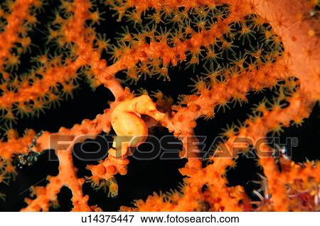 Stock Photo - , water, deep, sea, fish, underwater lives, ocean. Fotosearch