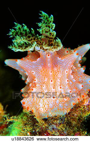 Stock Photograph - , water, fish, deep, lives, underwater lives, Nudibranch. Fotosearch