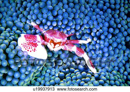 water, lives, sea, creature, coral, underwater, underwater lives View Large Photo Image Stock Image - water, lives, sea, creature, coral, underwater, underwater lives. Fotosearch