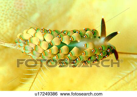 Stock Photograph - water, underwater lives, animal, creature, sea, yellow, biology. Fotosearch