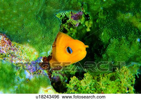 water, underwater lives, sea, underwater, moray, ocean, biology View Large Photo Image Stock Photograph - water, underwater lives, sea, underwater, moray, ocean, biology. Fotosearch