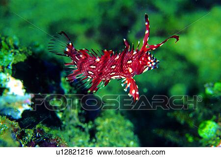 Stock Photograph - wrasse, ocean, deep, underwater lives, creature, animal, biology. Fotosearch