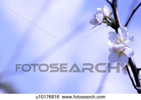Close-Up, Outdoors View Large Photo Image Stock Photograph - Close-Up, Outdoors. Fotosearch