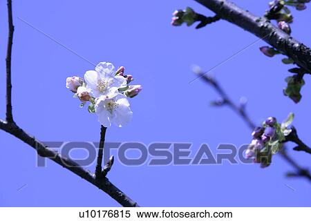 Stock Photography - Close-Up, Outdoors. Fotosearch