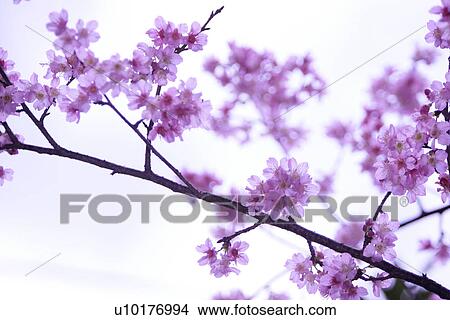 Picture - Large Group of objects, Two Objects, Close-Up, Outdoors. Fotosearch
