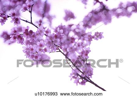 Stock Image - Large Group of objects, Two Objects, Close-Up, Outdoors. Fotosearch