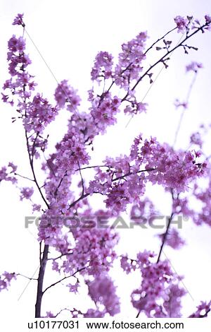 Stock Image - Large Group of objects, Two Objects, Close-Up, Outdoors. Fotosearch