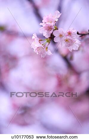Stock Image - Large Group of objects, Two Objects, Close-Up, Outdoors. Fotosearch