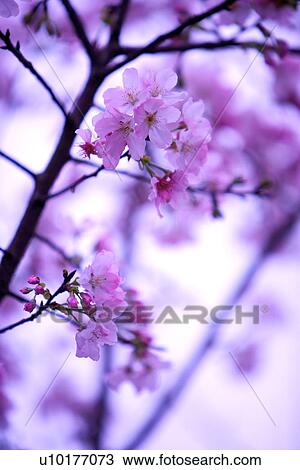 Large Group of objects, Two Objects, Close-Up, Outdoors View Large Photo Image Stock Image - Large Group of objects, Two Objects, Close-Up, Outdoors. Fotosearch