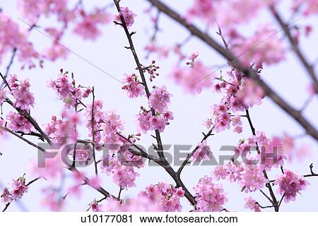 Stock Image - Large Group of objects, Two Objects, Close-Up, Outdoors. Fotosearch