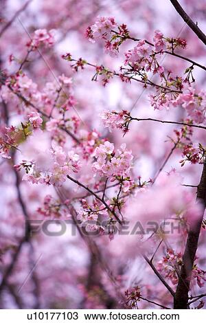 Stock Image - Large Group of objects, Two Objects, Close-Up, Outdoors. Fotosearch