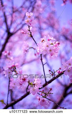 Stock Image - Large Group of objects, Two Objects, Close-Up, Outdoors. Fotosearch