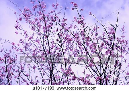 Stock Image - Large Group of objects, Two Objects, Close-Up, Outdoors. Fotosearch