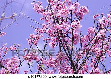 Stock Image - Large Group of objects, Two Objects, Close-Up, Outdoors. Fotosearch