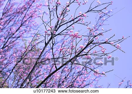 Stock Image - Large Group of objects, Two Objects, Close-Up, Outdoors. Fotosearch