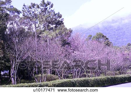 Large Group of objects, Two Objects, Close-Up, Outdoors View Large Photo Image Stock Image - Large Group of objects, Two Objects, Close-Up, Outdoors. Fotosearch