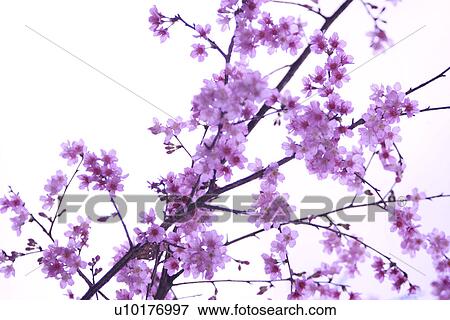 Large Group of objects, Two Objects, Close-Up, Outdoors View Large Photo Image Stock Photo - Large Group of objects, Two Objects, Close-Up, Outdoors. Fotosearch