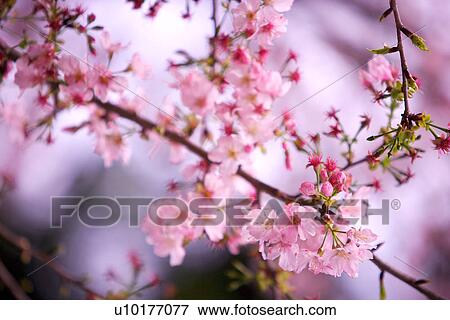 Stock Photo - Large Group of objects, Two Objects, Close-Up, Outdoors. Fotosearch