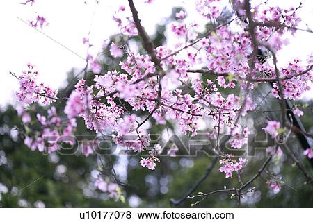 Stock Photo - Large Group of objects, Two Objects, Close-Up, Outdoors. Fotosearch