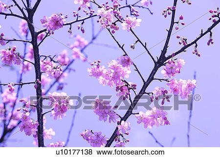 Stock Photo - Large Group of objects, Two Objects, Close-Up, Outdoors. Fotosearch