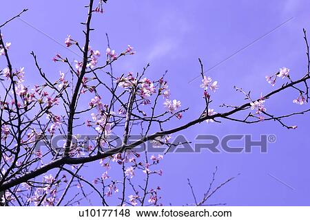 Large Group of objects, Two Objects, Close-Up, Outdoors View Large Photo Image Stock Photo - Large Group of objects, Two Objects, Close-Up, Outdoors. Fotosearch