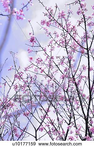 Stock Photo - Large Group of objects, Two Objects, Close-Up, Outdoors. Fotosearch