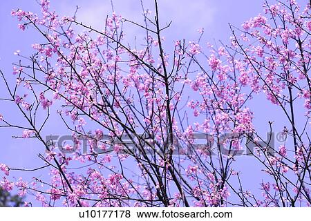 Stock Photo - Large Group of objects, Two Objects, Close-Up, Outdoors. Fotosearch