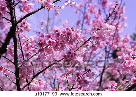 Large Group of objects, Two Objects, Close-Up, Outdoors View Large Photo Image Stock Photo - Large Group of objects, Two Objects, Close-Up, Outdoors. Fotosearch