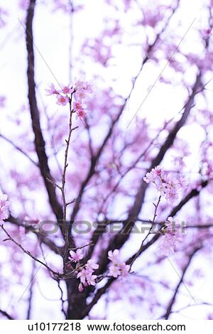 Stock Photo - Large Group of objects, Two Objects, Close-Up, Outdoors. Fotosearch