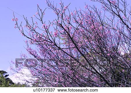 Large Group of objects, Two Objects, Close-Up, Outdoors View Large Photo Image Stock Photo - Large Group of objects, Two Objects, Close-Up, Outdoors. Fotosearch