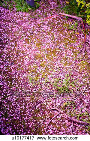 Large Group of objects, Two Objects, Close-Up, Outdoors View Large Photo Image Stock Photo - Large Group of objects, Two Objects, Close-Up, Outdoors. Fotosearch