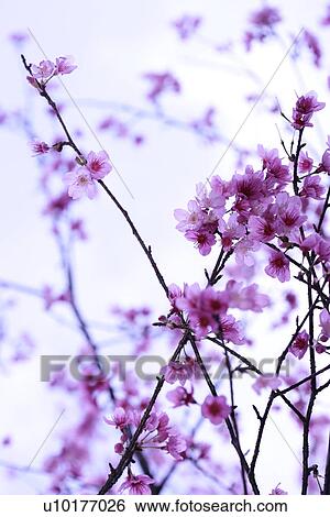 Stock Photograph - Large Group of objects, Two Objects, Close-Up, Outdoors. Fotosearch
