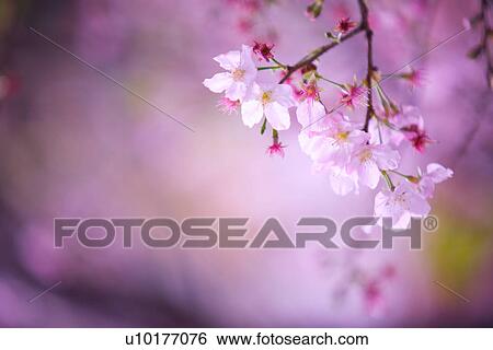 Stock Photograph - Large Group of objects, Two Objects, Close-Up, Outdoors. Fotosearch