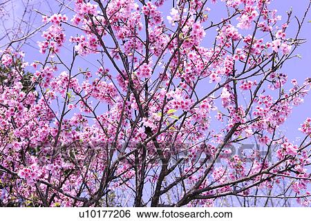 Stock Photograph - Large Group of objects, Two Objects, Close-Up, Outdoors. Fotosearch