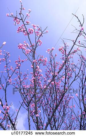 Stock Photography - Large Group of objects, Two Objects, Close-Up, Outdoors. Fotosearch
