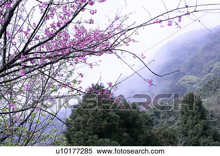 Stock Photography - Large Group of objects, Two Objects, Close-Up, Outdoors. Fotosearch
