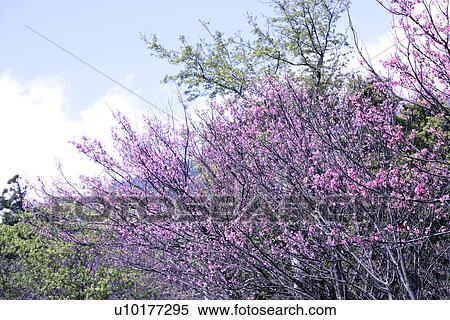 Large Group of objects, Two Objects, Close-Up, Outdoors View Large Photo Image Stock Photography - Large Group of objects, Two Objects, Close-Up, Outdoors. Fotosearch