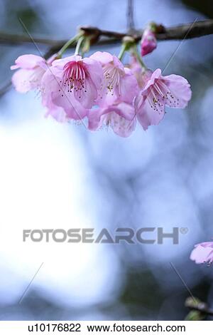 Stock Image - Medium Group of objects, Close-Up, Outdoors. Fotosearch