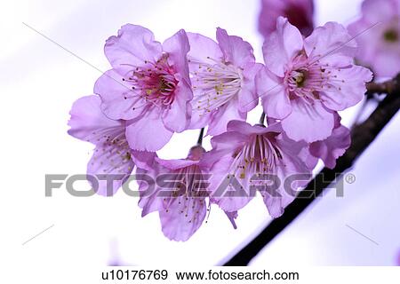 Medium Group of objects, Close-Up, Outdoors View Large Photo Image Stock Photo - Medium Group of objects, Close-Up, Outdoors. Fotosearch